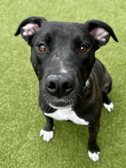 Enlarge Shadow, a Adoptable mixed breed in Wichita, KS image 3/3