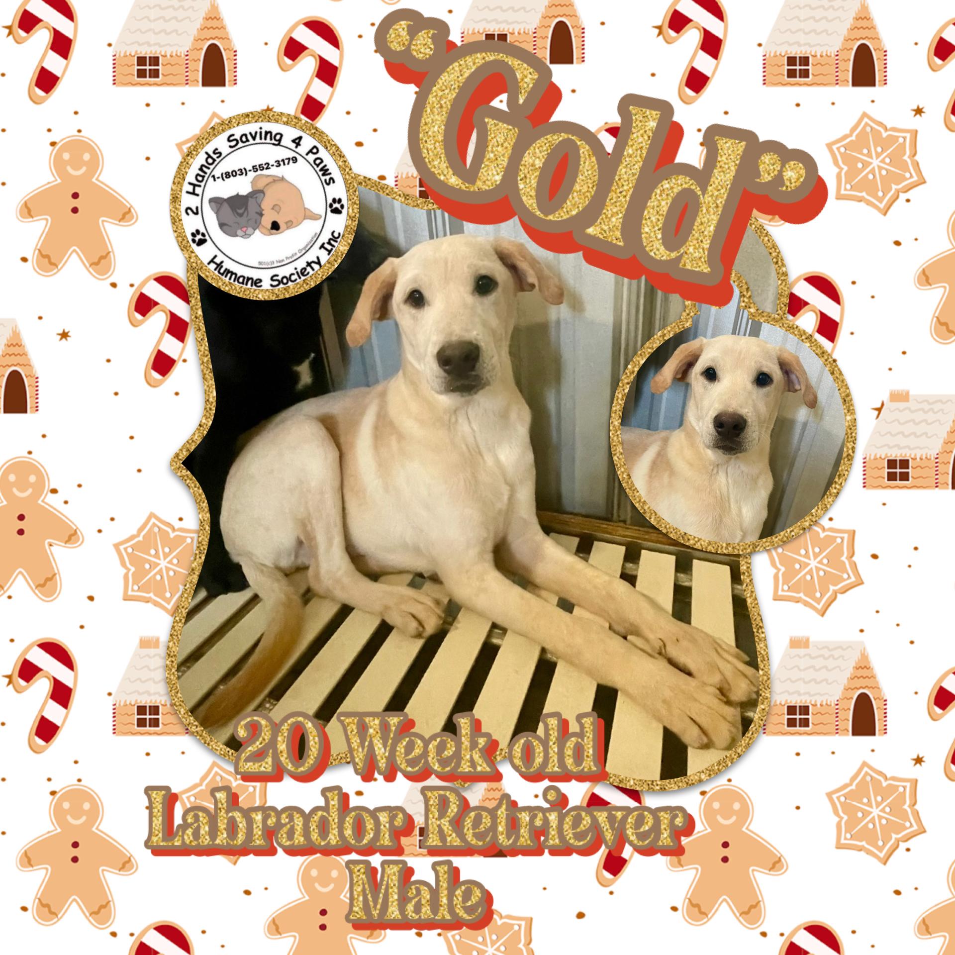 Enlarge “Gold”, a ADOPTABLE mixed breed in Totowa, NJ image 1/2