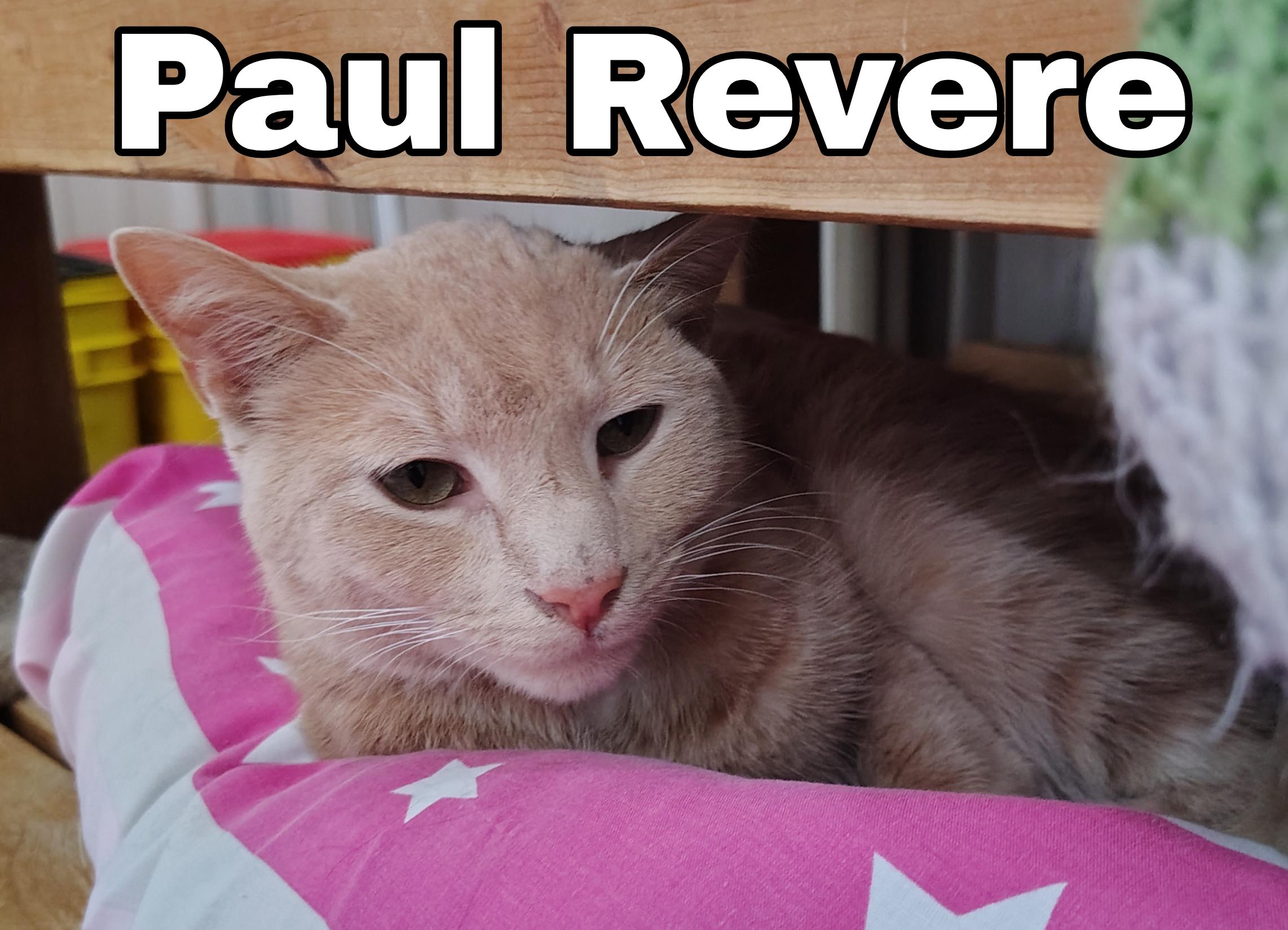 Paul Revere, ADOPTABLE, Young Male Domestic Medium Hair.