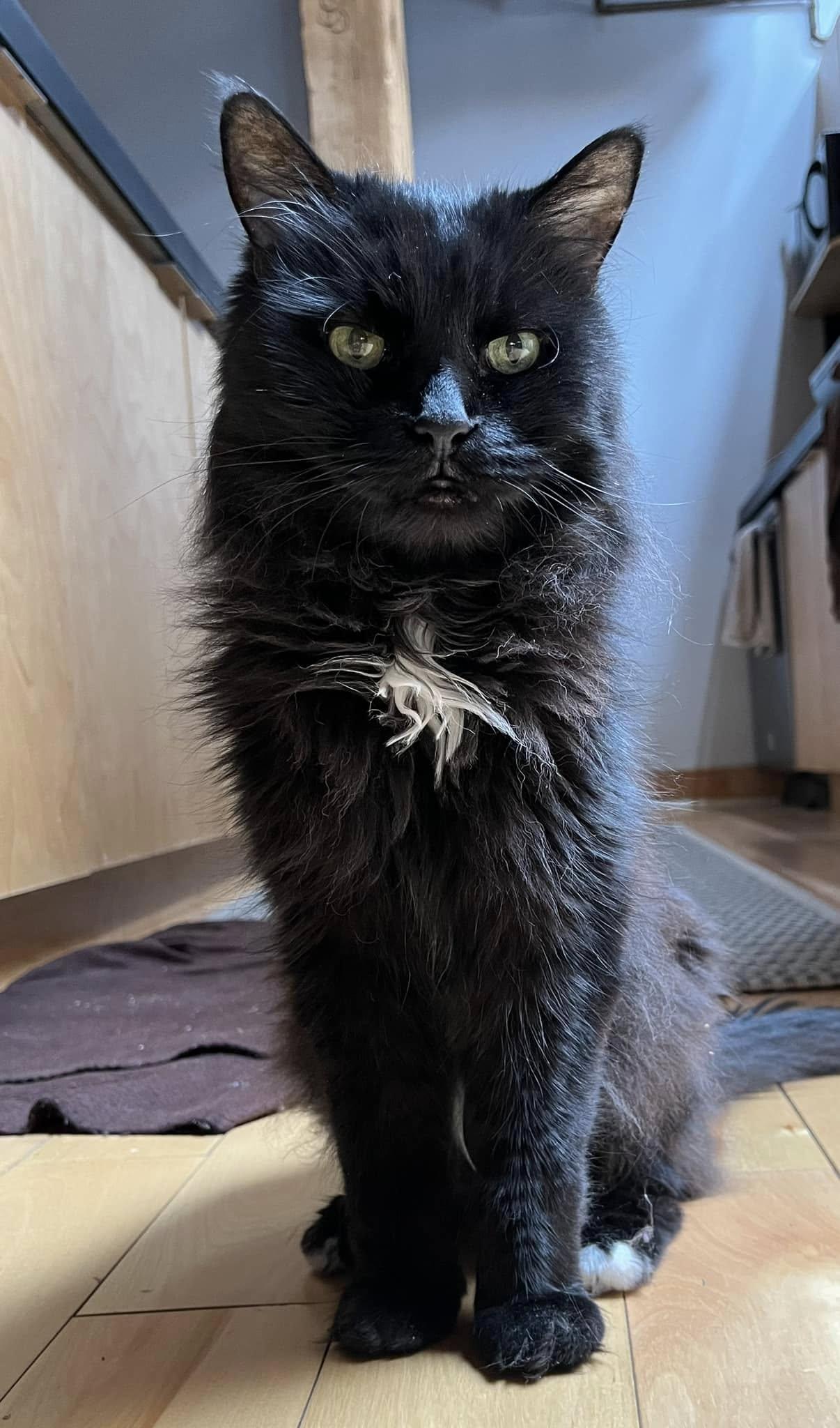 Walter, a Adoptable Domestic Long Hair in Montreal, QC image 5/6