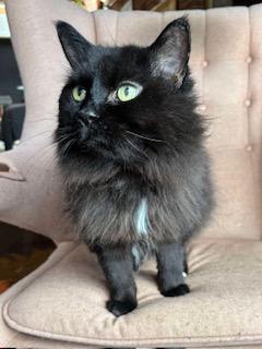 Walter, Adoptable, Senior Male Domestic Long Hair.
