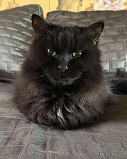 Walter, a Adoptable Domestic Long Hair in Montreal, QC image 2/6