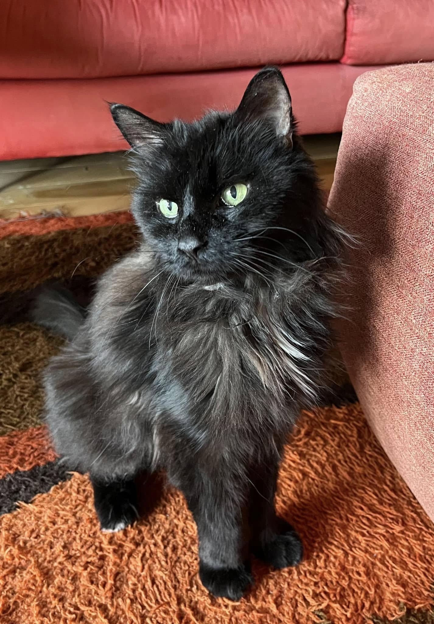 Walter, a Adoptable Domestic Long Hair in Montreal, QC image 3/6