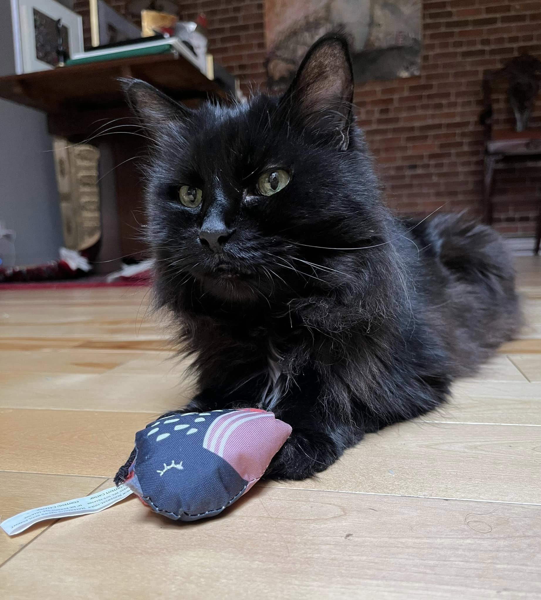 Walter, a Adoptable Domestic Long Hair in Montreal, QC image 4/6