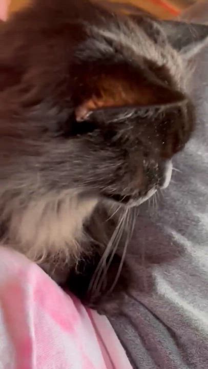 Enlarge Walter, a Adoptable Domestic Long Hair in Montreal, QC video 6/6
