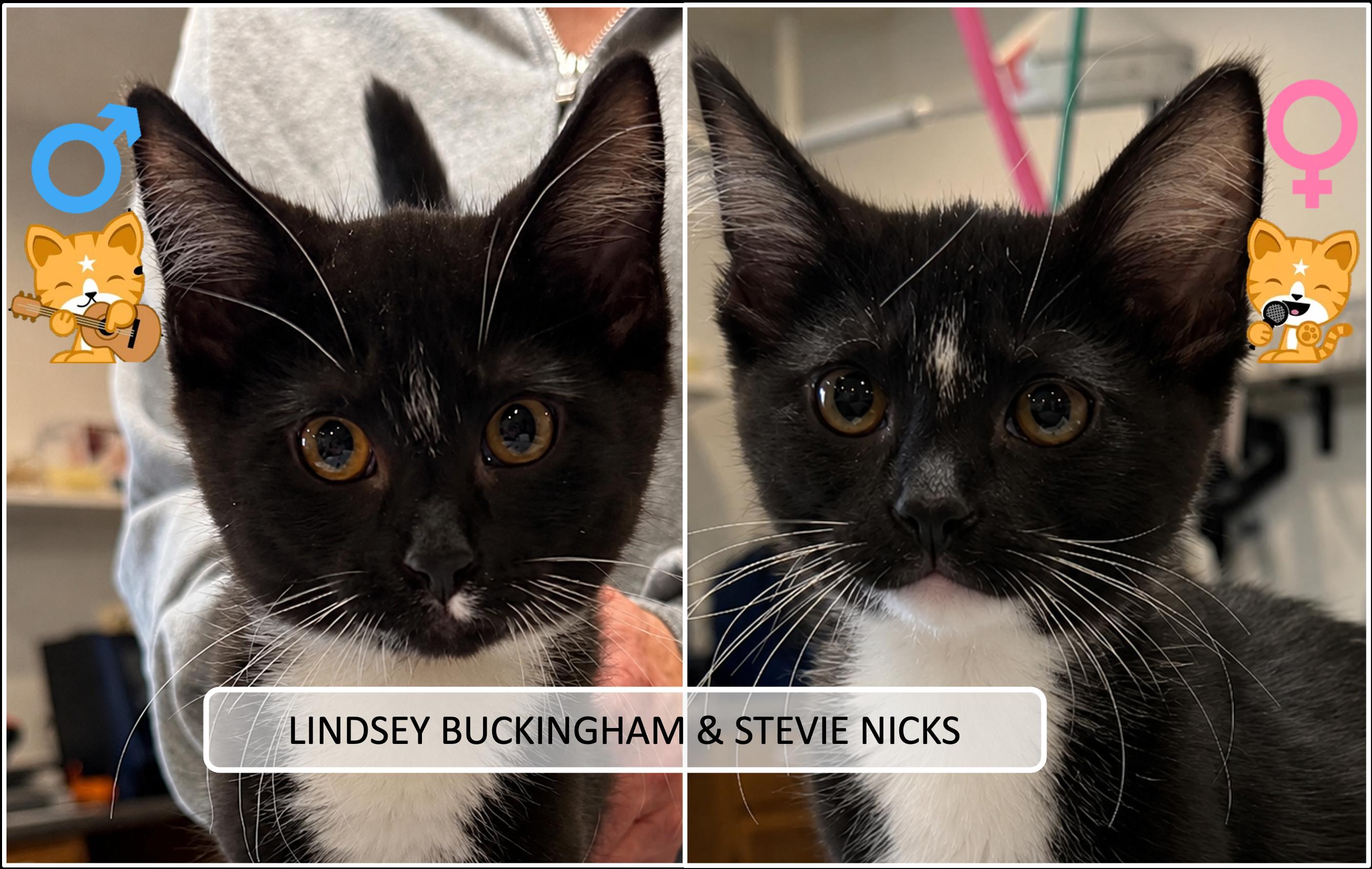 Lindsey Buckingham & Stevie Nicks, ADOPTABLE, Kitten Male Domestic Short Hair.