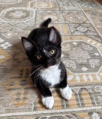Lindsey Buckingham & Stevie Nicks, a ADOPTABLE Domestic Short Hair in Cincinnati, OH image 3/6