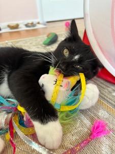 Lindsey Buckingham & Stevie Nicks, a ADOPTABLE Domestic Short Hair in Cincinnati, OH image 4/6