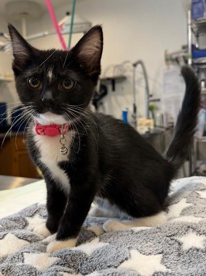 Enlarge Lindsey Buckingham & Stevie Nicks, a ADOPTABLE Domestic Short Hair in Cincinnati, OH image 3/3