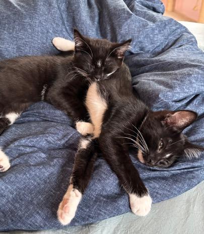 Lindsey Buckingham & Stevie Nicks, a ADOPTABLE Domestic Short Hair in Cincinnati, OH image 2/6