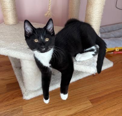 Lindsey Buckingham & Stevie Nicks, a ADOPTABLE Domestic Short Hair in Cincinnati, OH image 5/6