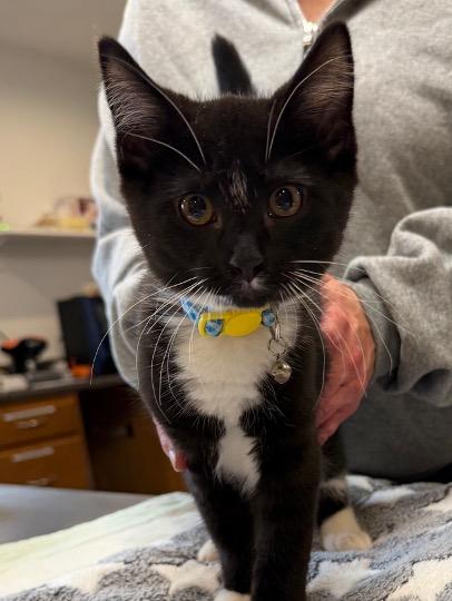 Enlarge Lindsey Buckingham & Stevie Nicks, a ADOPTABLE Domestic Short Hair in Cincinnati, OH image 2/3