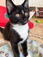 Lindsey Buckingham & Stevie Nicks, a ADOPTABLE Domestic Short Hair in Cincinnati, OH image 6/6