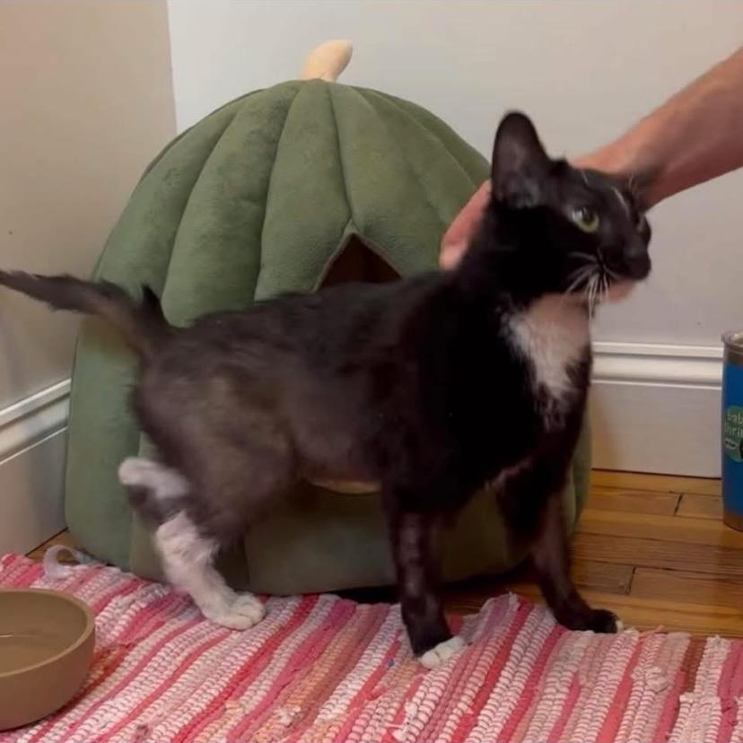 Enlarge Sabrina, a ADOPTABLE Tuxedo in Philadelphia, PA image 3/6
