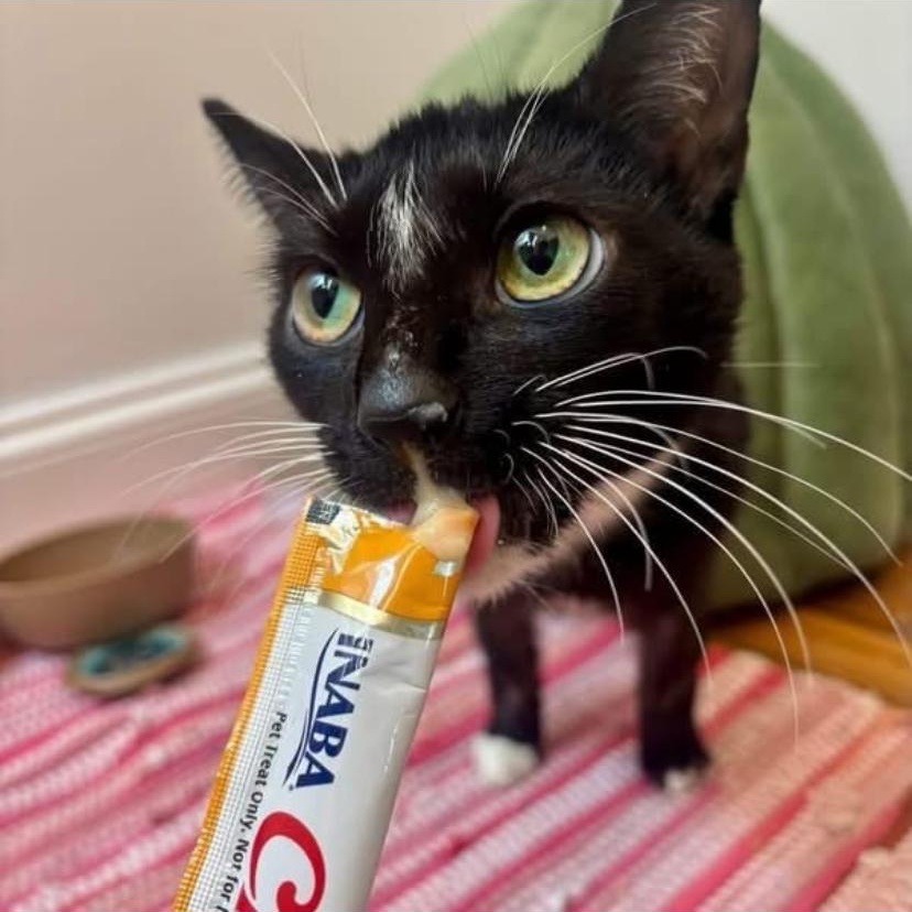 Enlarge Sabrina, a ADOPTABLE Tuxedo in Philadelphia, PA image 2/6