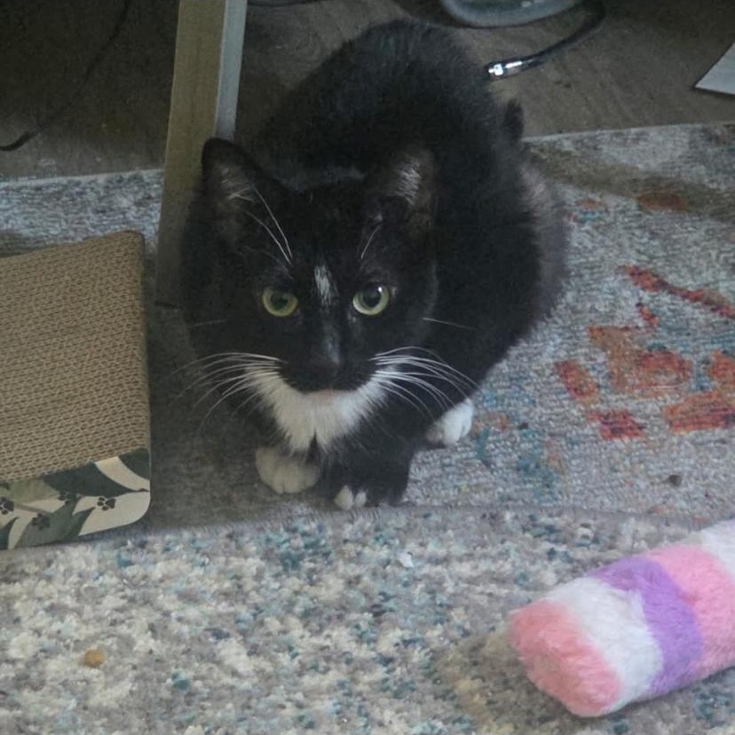 Enlarge Sabrina, a ADOPTABLE Tuxedo in Philadelphia, PA image 6/6
