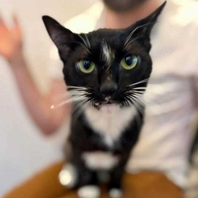 Enlarge Sabrina, a ADOPTABLE Tuxedo in Philadelphia, PA image 5/6