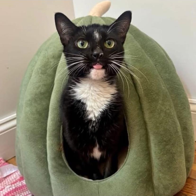 Sabrina, ADOPTABLE, Kitten Female Tuxedo.