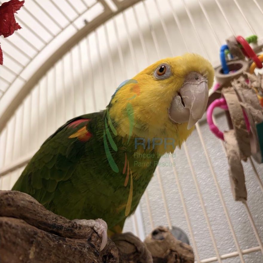 Enlarge Pretty Bird, a Adoptable Amazon in Warwick, RI image 5/5