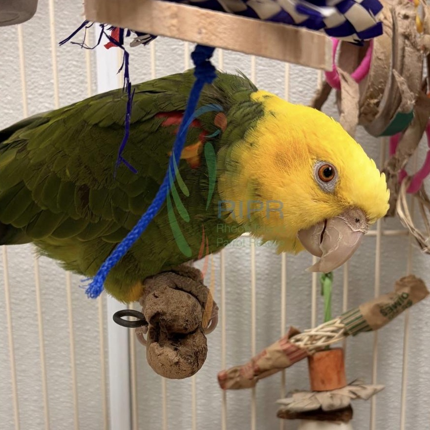 Enlarge Pretty Bird, a Adoptable Amazon in Warwick, RI image 1/5
