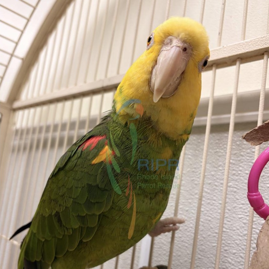 Enlarge Pretty Bird, a Adoptable Amazon in Warwick, RI image 4/5