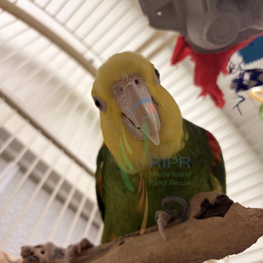 Enlarge Pretty Bird, a Adoptable Amazon in Warwick, RI image 2/5