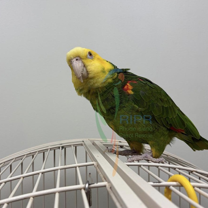 Enlarge Pretty Bird, a Adoptable Amazon in Warwick, RI image 3/5