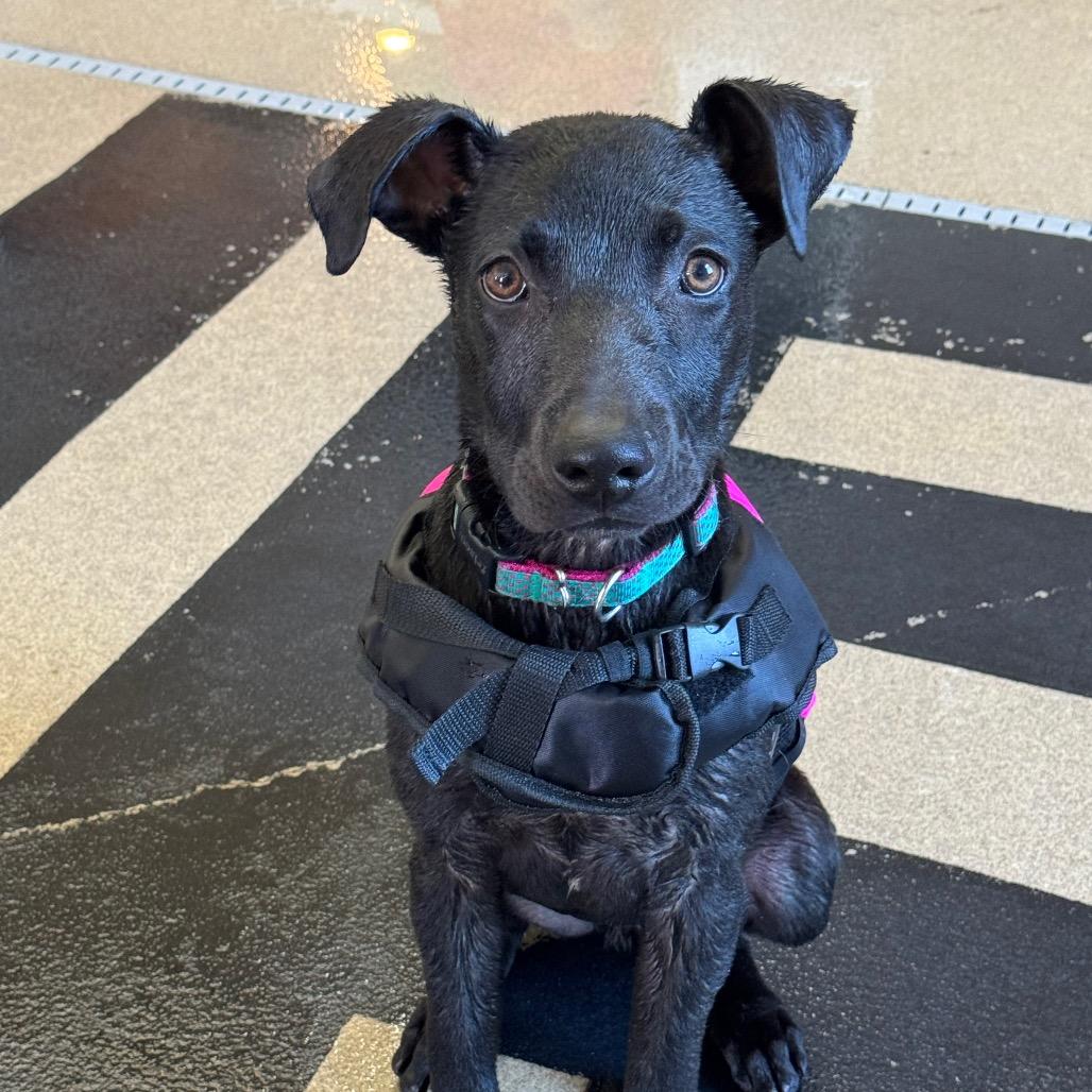 Enlarge Derek, a Adoptable Black Labrador Retriever in Mankato, MN image 1/6