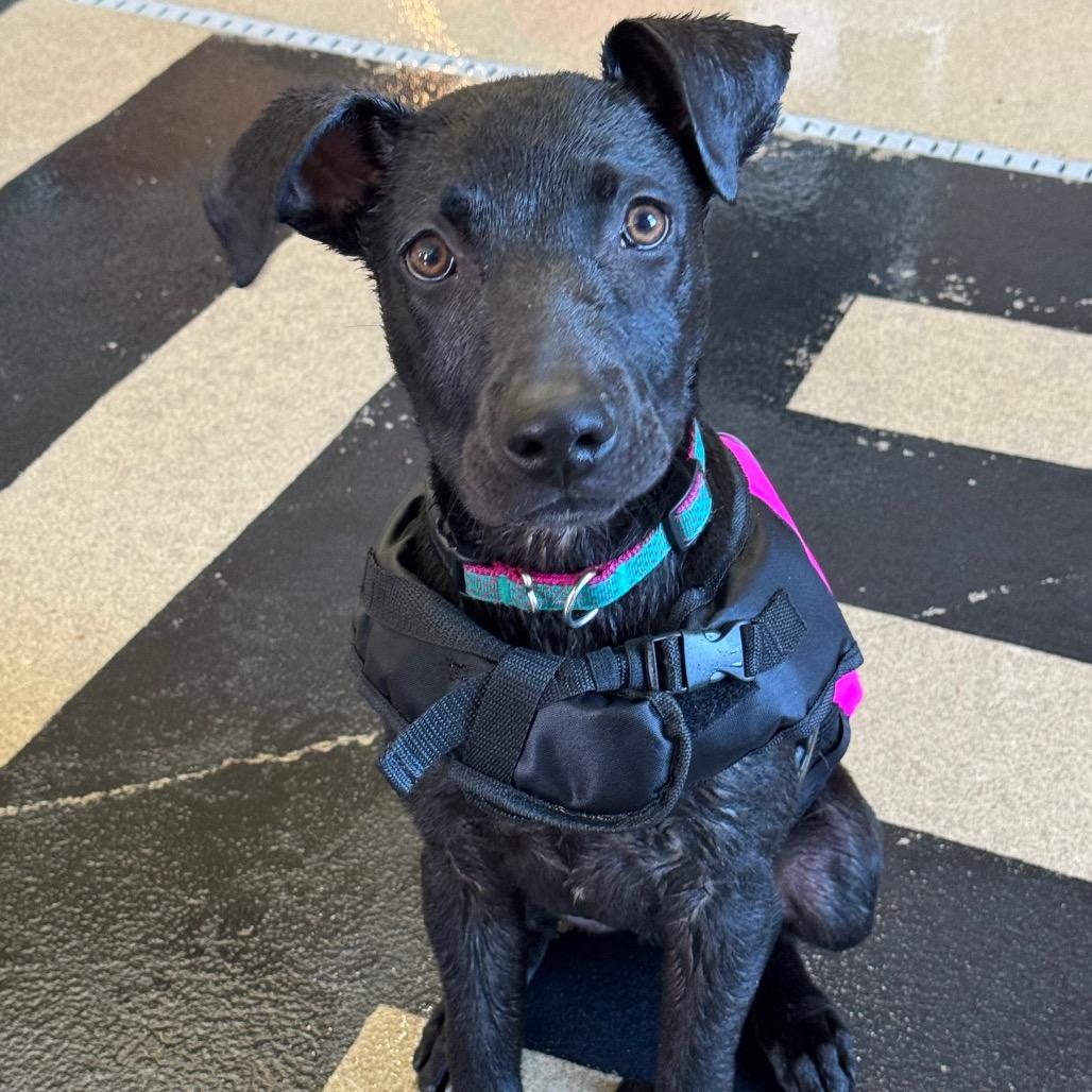 Enlarge Derek, a Adoptable Black Labrador Retriever in Mankato, MN image 2/6