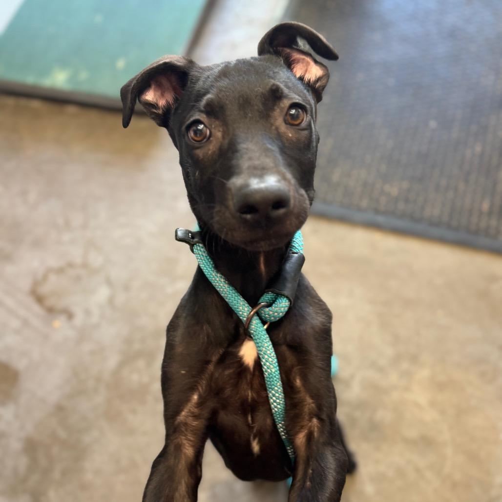 Derek, a Adoptable Black Labrador Retriever in Mankato, MN image 1/6