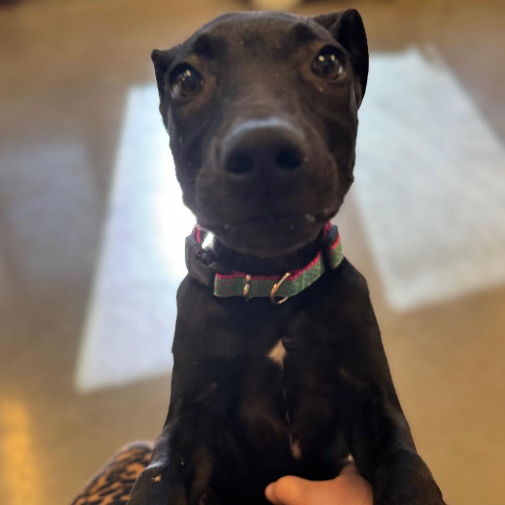 Derek, a Adoptable Black Labrador Retriever in Mankato, MN image 2/6