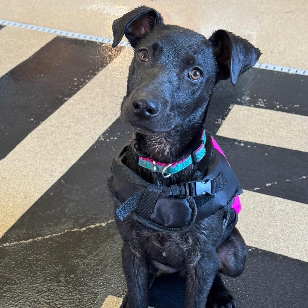 Enlarge Derek, a Adoptable Black Labrador Retriever in Mankato, MN image 3/6