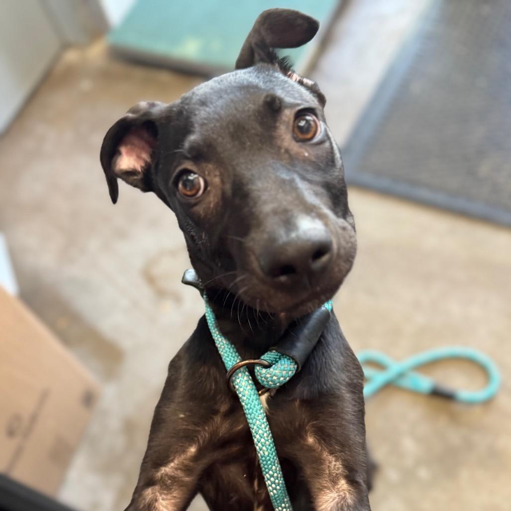 Derek, a Adoptable Black Labrador Retriever in Mankato, MN image 3/6