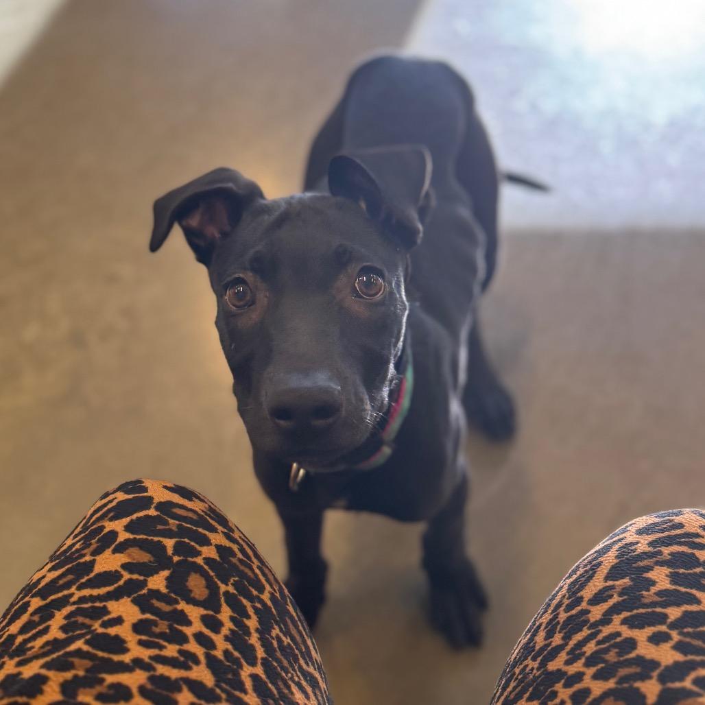 Derek, a Adoptable Black Labrador Retriever in Mankato, MN image 4/6