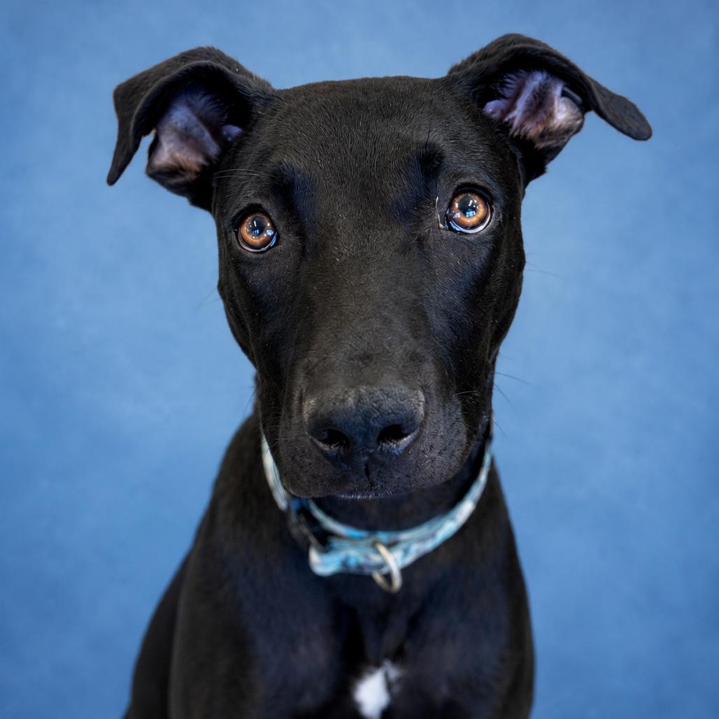 Enlarge Derek, a Adoptable Black Labrador Retriever in Mankato, MN image 4/6