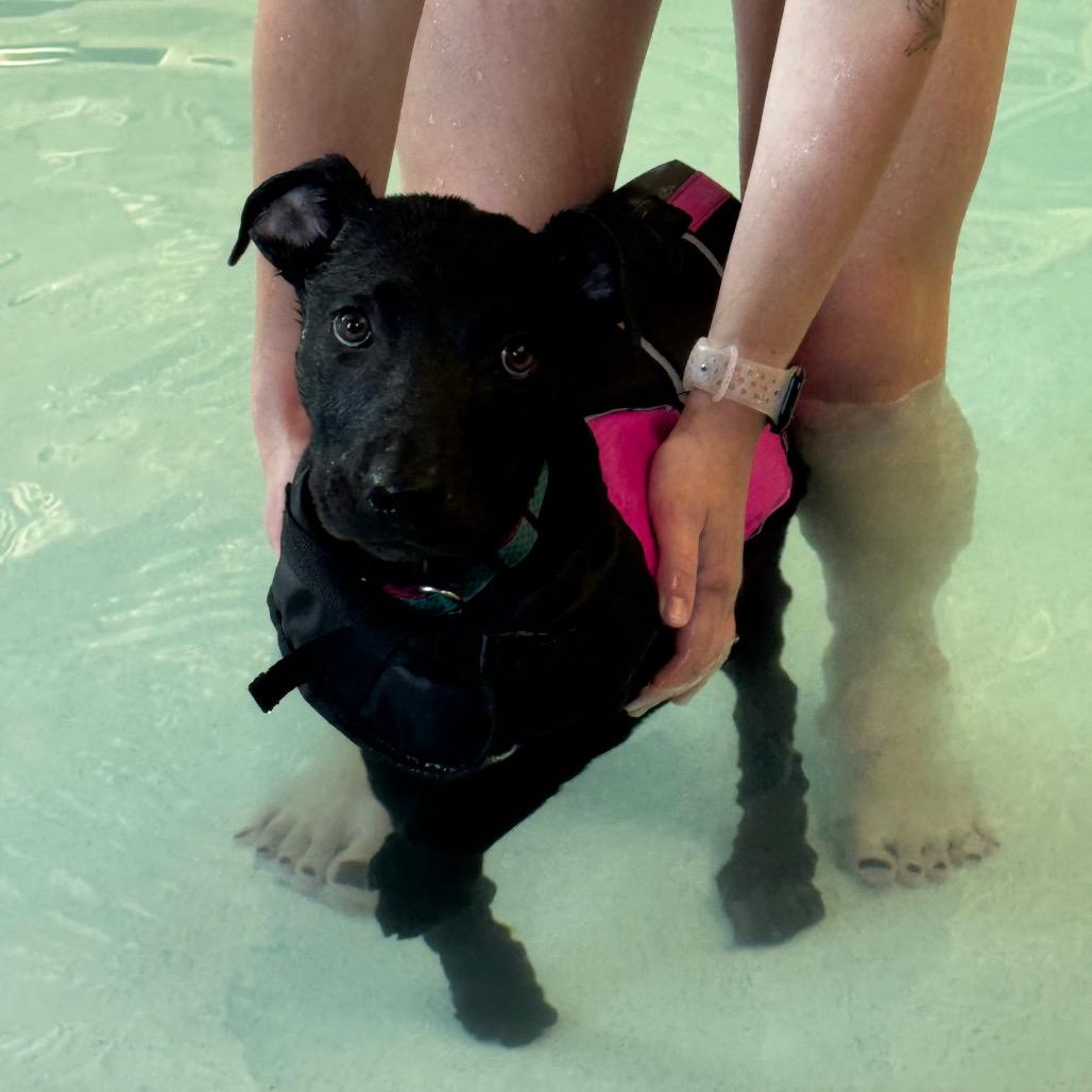 Enlarge Derek, a Adoptable Black Labrador Retriever in Mankato, MN image 5/6