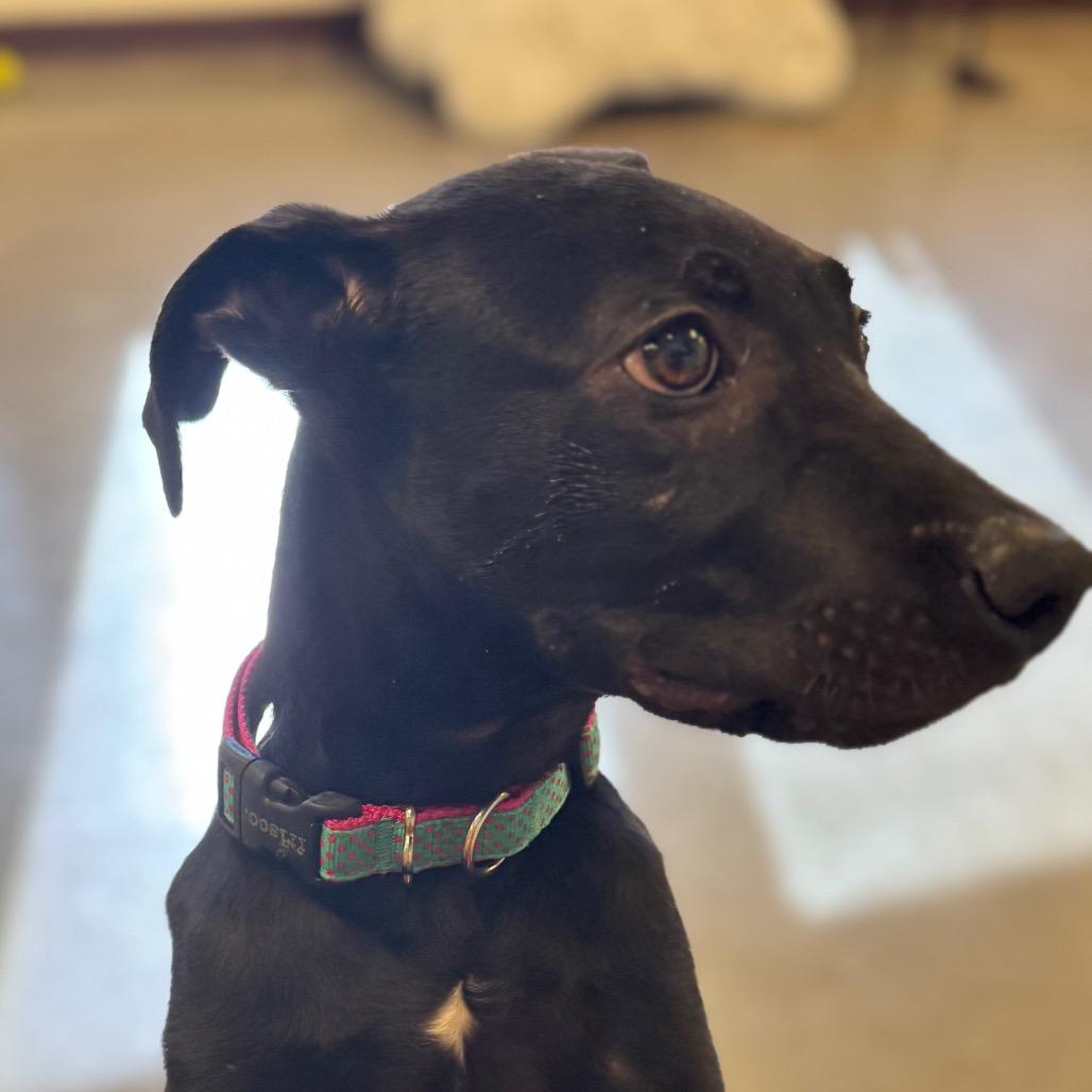 Derek, a Adoptable Black Labrador Retriever in Mankato, MN image 5/6