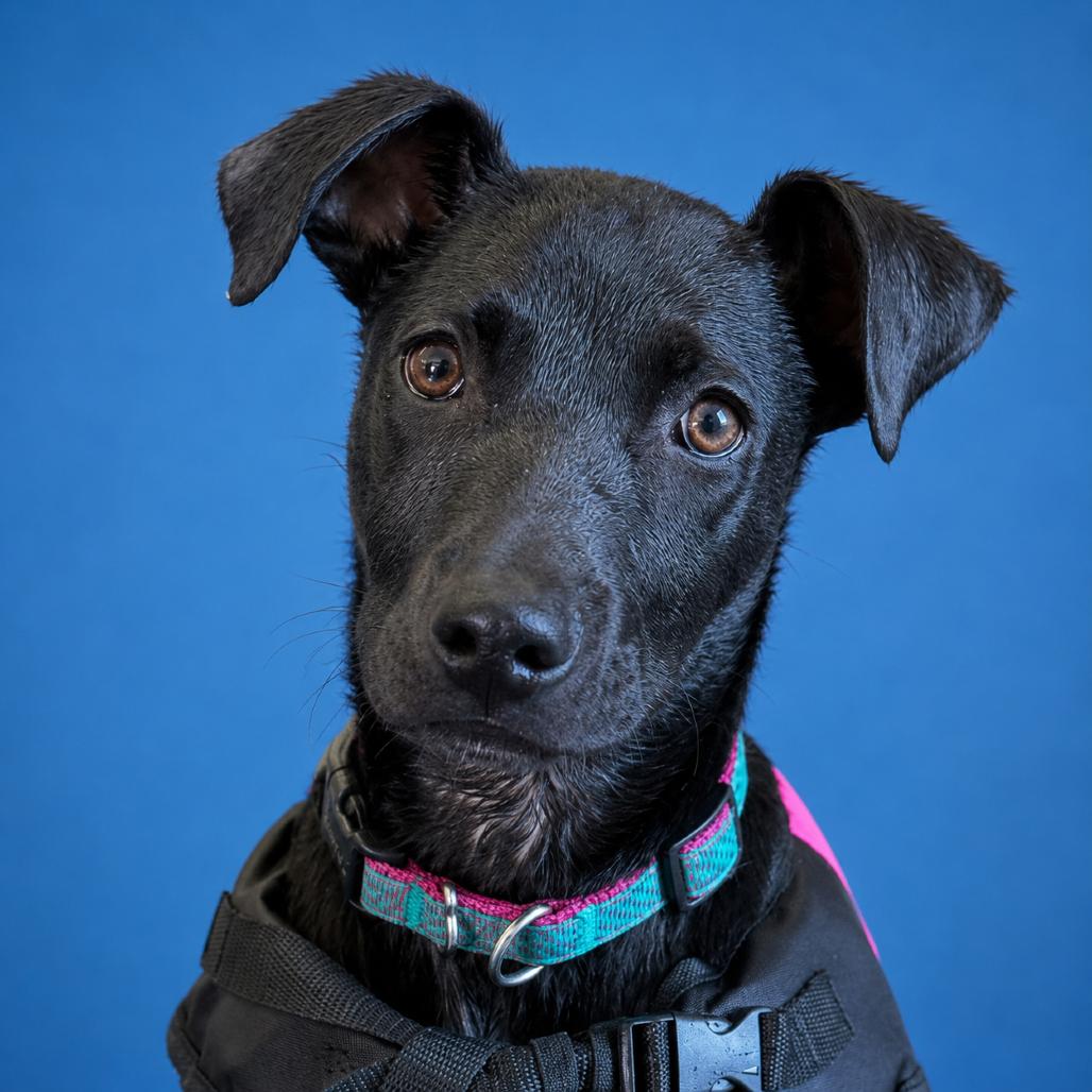 Derek, a Adoptable Black Labrador Retriever in Mankato, MN image 6/6