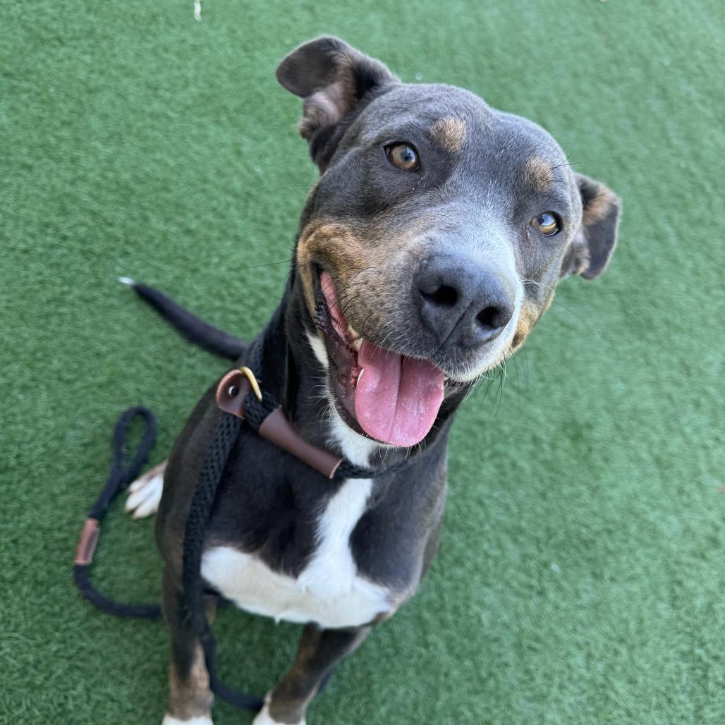 Bully, Adoptable, Young Male Pit Bull Terrier & Collie.