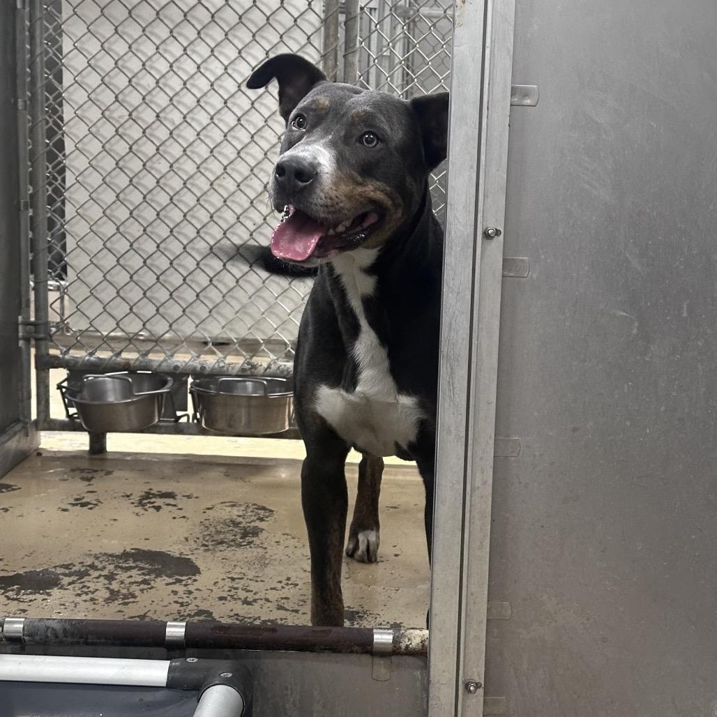 Enlarge Bully, a Adoptable mixed breed in Canton, IL image 2/6