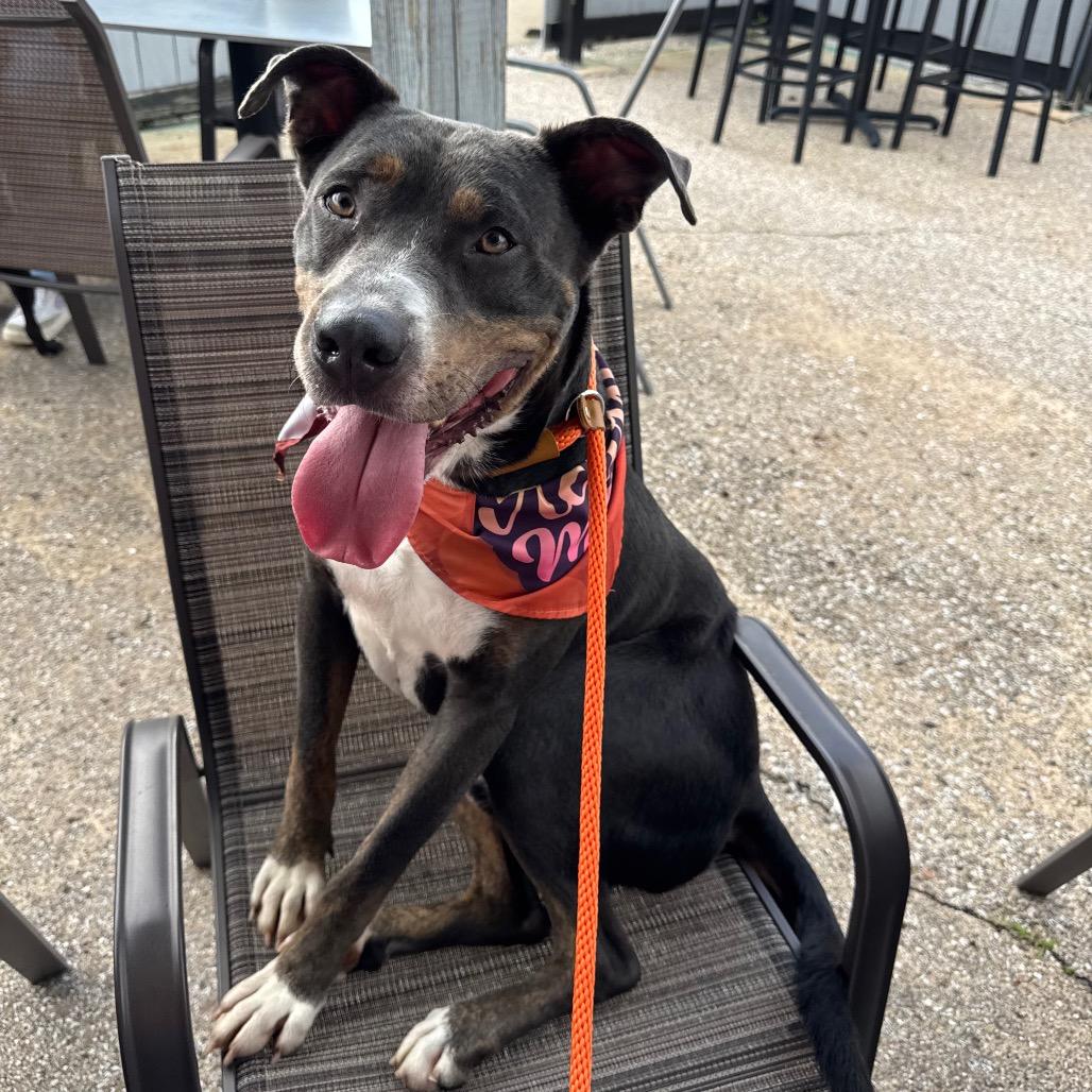 Bully, a Adoptable mixed breed in Canton, IL image 3/6