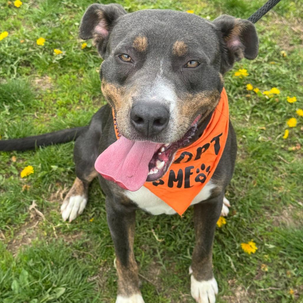 Enlarge Bully, a Adoptable mixed breed in Canton, IL image 3/6