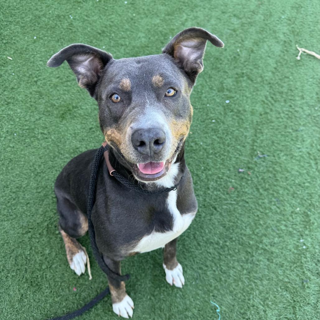 Enlarge Bully, a Adoptable mixed breed in Canton, IL image 4/6