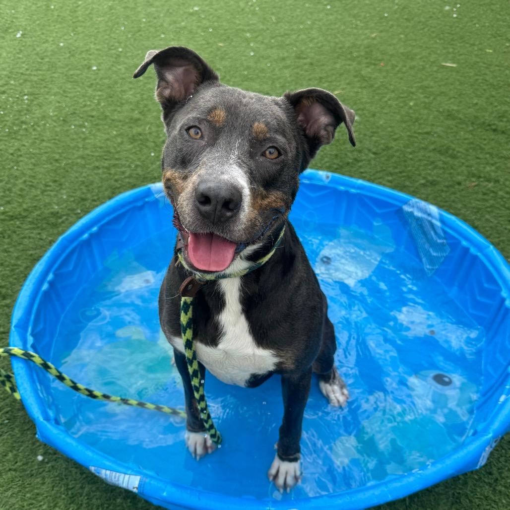 Enlarge Bully, a Adoptable mixed breed in Canton, IL image 4/6