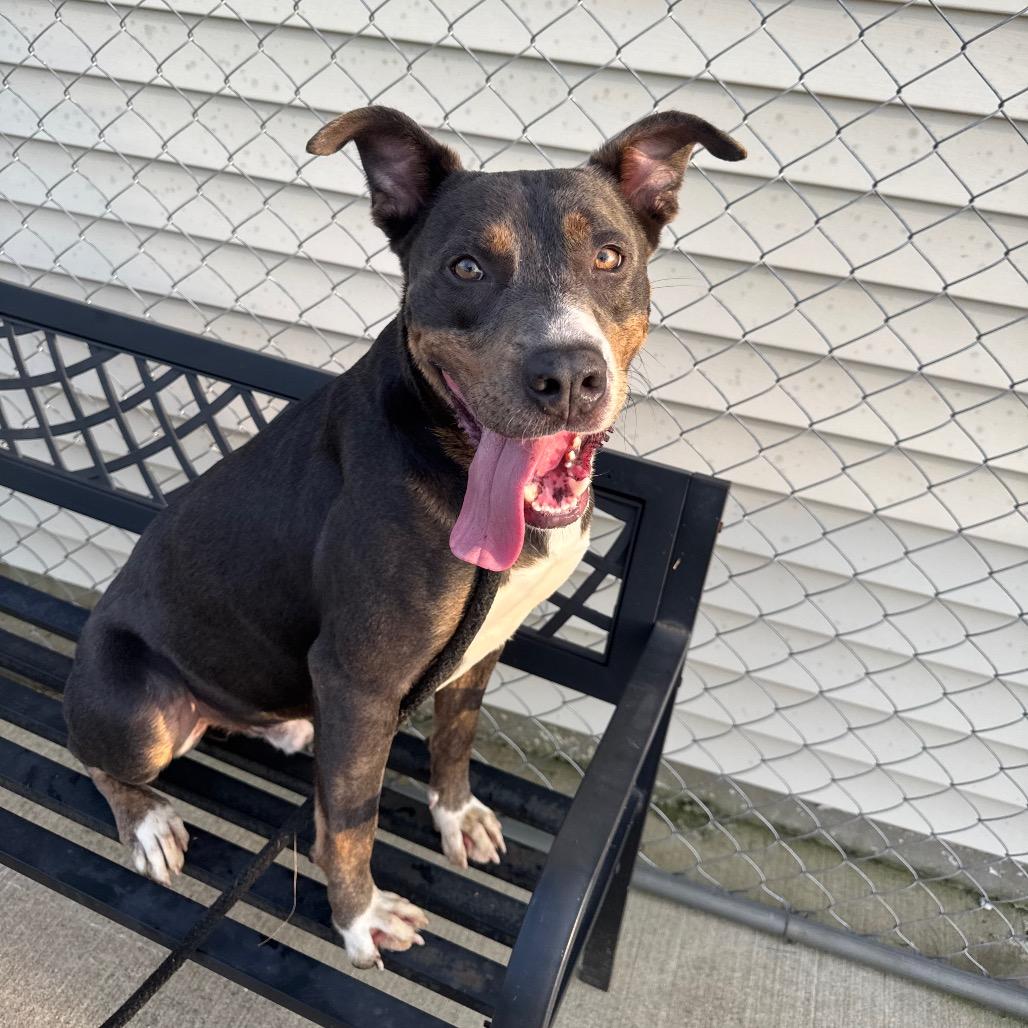 Bully, a Adoptable mixed breed in Canton, IL image 4/6