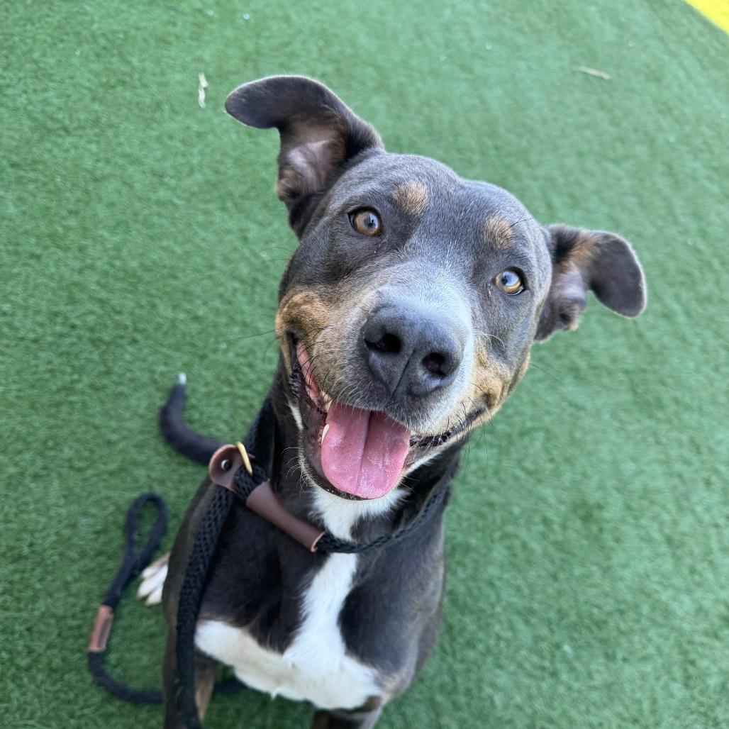 Enlarge Bully, a Adoptable mixed breed in Canton, IL image 5/6