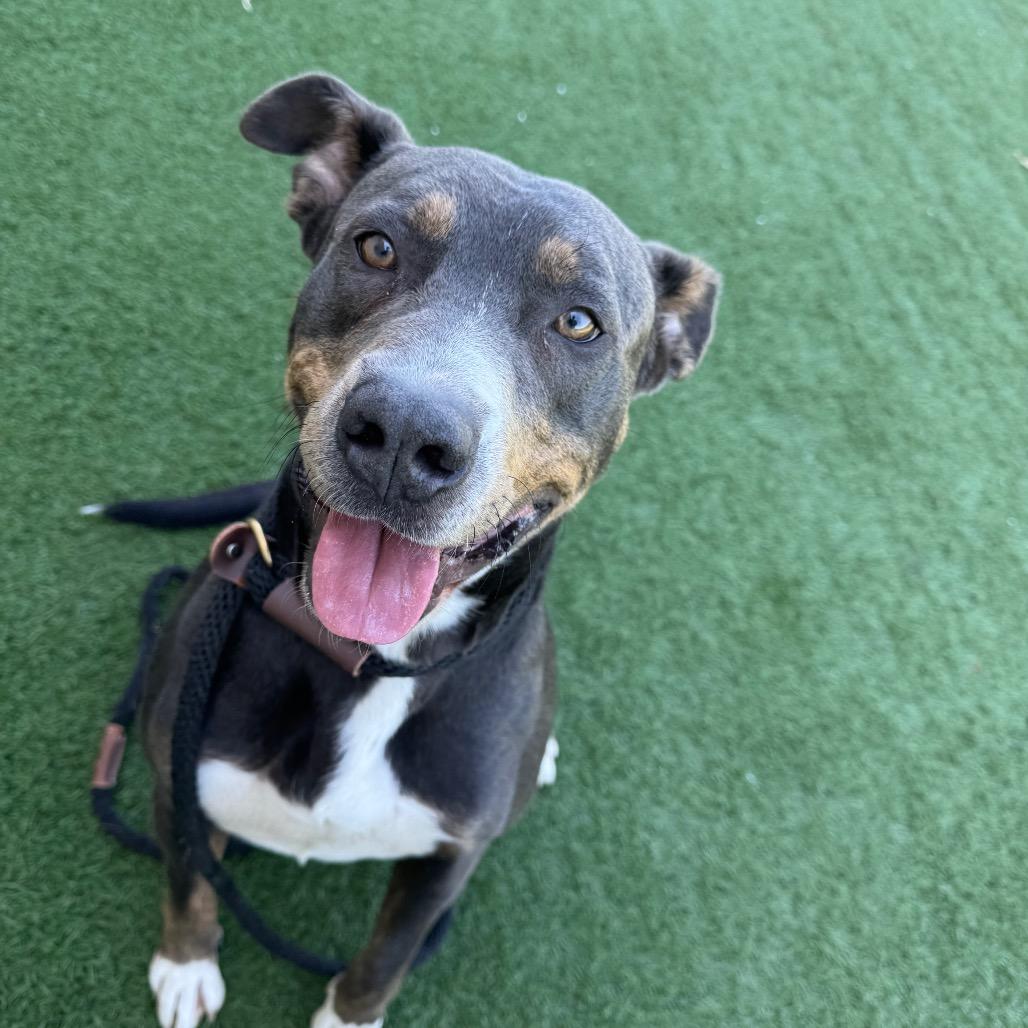 Enlarge Bully, a Adoptable mixed breed in Canton, IL image 6/6