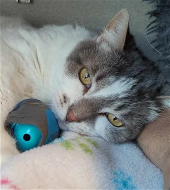 Enlarge HARRIET, a Adoptable Domestic Short Hair in Bowling Green, OH image 1/1