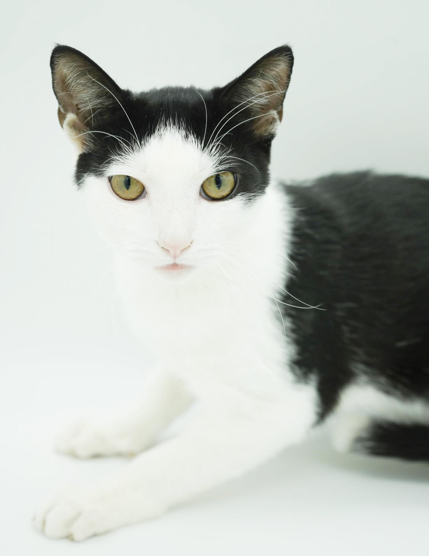 Enlarge Pablo has THE cutest hairdo!  Exotic too!  AND WOW is he snuggly - VIDEO!  Possible therapy kitten!, a Adoptable mixed breed in Bedford Hills, NY image 4/6