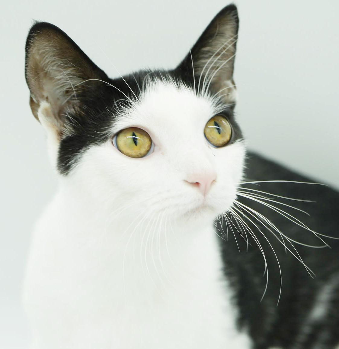 Enlarge Pablo has THE cutest hairdo!  Exotic too!  AND WOW is he snuggly - VIDEO!  Possible therapy kitten!, a Adoptable mixed breed in Bedford Hills, NY image 2/6